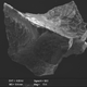 A fragment of the vitrified brain.